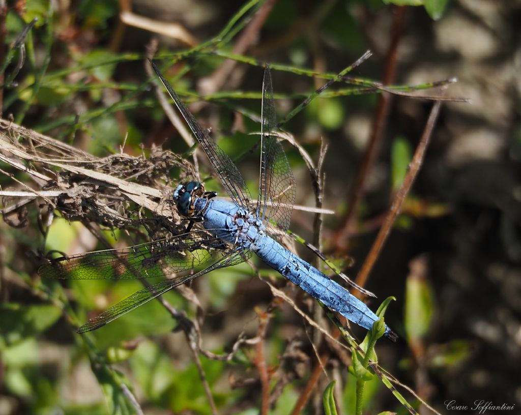 Orthetrum albistylum, O. coerulescens e O. brunneum